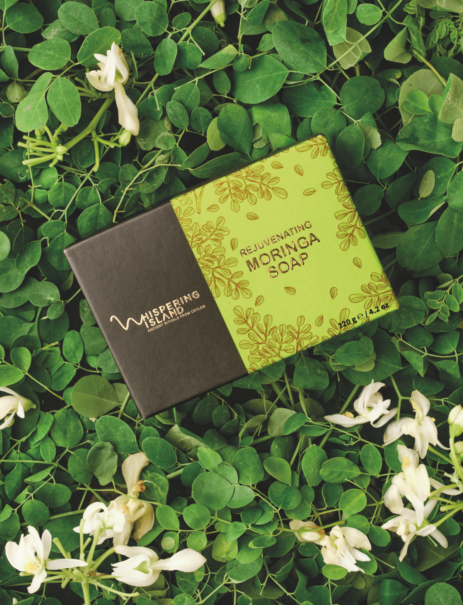 Rejuvenating Moringa